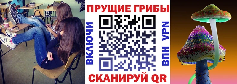 закладка  Кировград  Галлюциногенные грибы Psilocybe 